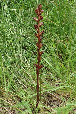 Orobanche gracilis \ Blutrote Sommerwurz / Slender Broomrape, A Ternitz 2.7.2020