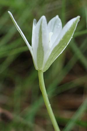 Ornithogalum pannonicum ? \ Pannonischer Milchstern, Schopf-Milchstern / Pannonian Star of Bethlehem, A Siegendorf 13.5.2022