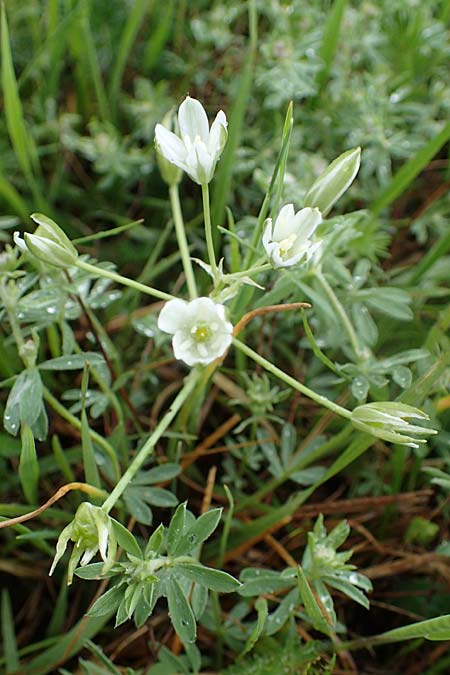 Ornithogalum pannonicum ? \ Pannonischer Milchstern, Schopf-Milchstern / Pannonian Star of Bethlehem, A Siegendorf 13.5.2022