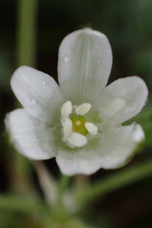 Ornithogalum pannonicum ? \ Pannonischer Milchstern, Schopf-Milchstern / Pannonian Star of Bethlehem, A Siegendorf 13.5.2022
