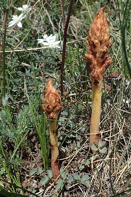 Orobanche gracilis \ Blutrote Sommerwurz / Slender Broomrape, A Hainburg 14.5.2022