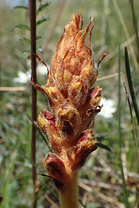 Orobanche gracilis \ Blutrote Sommerwurz / Slender Broomrape, A Hainburg 14.5.2022