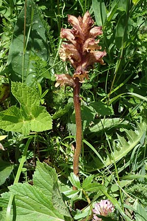 Orobanche reticulata subsp. pallidiflora \ Blassbltige Distel-Sommerwurz / Pale Thistle Broomrape, A Kärnten/Carinthia, Koralpe 3.7.2022