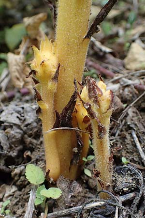 Orobanche salviae \ Salbei-Sommerwurz / Sage Broomrape, A Kärnten/Carinthia, St. Paul im Lavanttal 6.7.2023