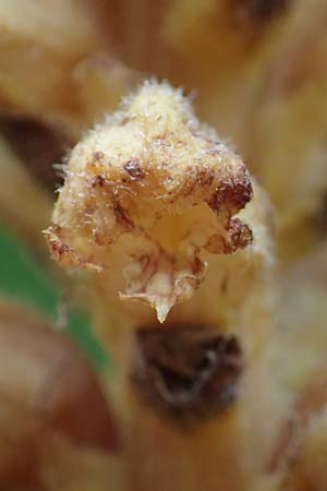 Orobanche salviae \ Salbei-Sommerwurz / Sage Broomrape, A Kärnten/Carinthia, St. Paul im Lavanttal 6.7.2023