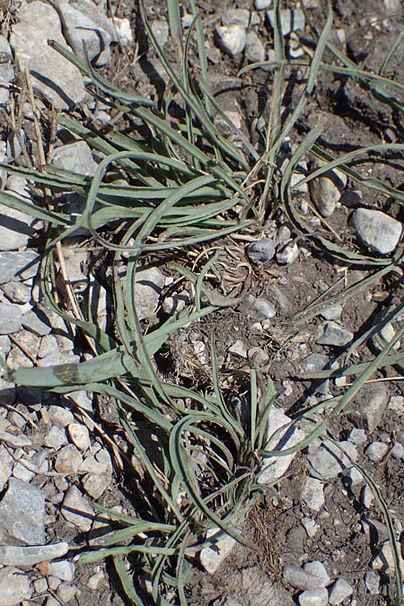 Scorzonera austriaca \ sterreichische Schwarzwurzel / Austrian Viper's Grass, A Hainburg 8.7.2023