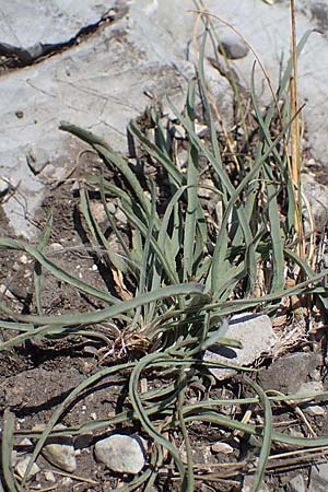 Scorzonera austriaca \ sterreichische Schwarzwurzel / Austrian Viper's Grass, A Hainburg 8.7.2023