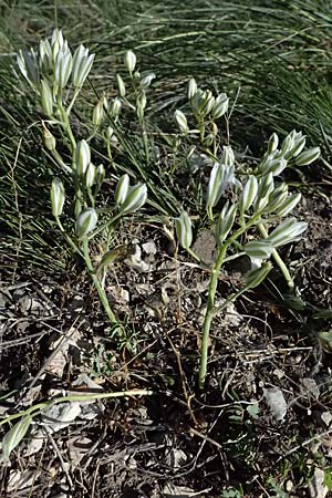 Ornithogalum pannonicum \ Pannonischer Milchstern, Schopf-Milchstern / Pannonian Star of Bethlehem, A Hainburg 10.5.2025