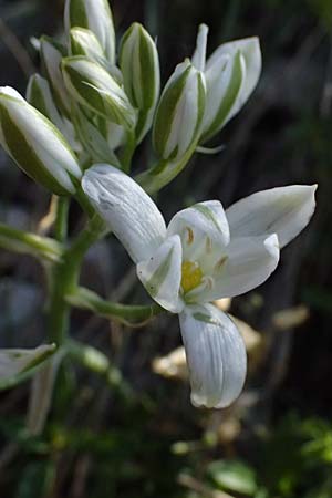 Ornithogalum pannonicum \ Pannonischer Milchstern, Schopf-Milchstern / Pannonian Star of Bethlehem, A Hainburg 10.5.2025
