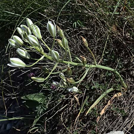 Ornithogalum pannonicum \ Pannonischer Milchstern, Schopf-Milchstern / Pannonian Star of Bethlehem, A Hainburg 10.5.2025