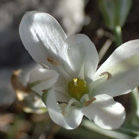 Ornithogalum pannonicum \ Pannonischer Milchstern, Schopf-Milchstern / Pannonian Star of Bethlehem, A Hainburg 10.5.2025