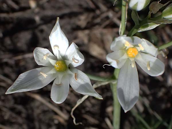 Ornithogalum pannonicum \ Pannonischer Milchstern, Schopf-Milchstern / Pannonian Star of Bethlehem, A Hainburg 10.5.2025