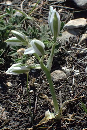Ornithogalum pannonicum \ Pannonischer Milchstern, Schopf-Milchstern / Pannonian Star of Bethlehem, A Hainburg 10.5.2025