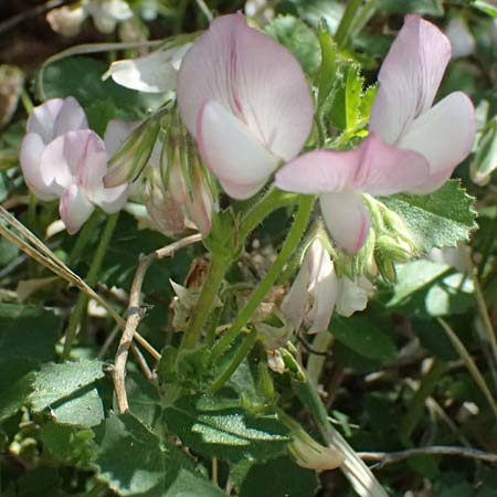 Ononis rotundifolia \ Rundbl&auml;ttrige Hauhechel / Round-Leaved Restharrow, A Osttirol, Matrei 14.5.2025