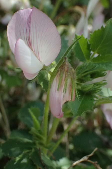 Ononis rotundifolia \ Rundbl&auml;ttrige Hauhechel / Round-Leaved Restharrow, A Osttirol, Matrei 14.5.2025