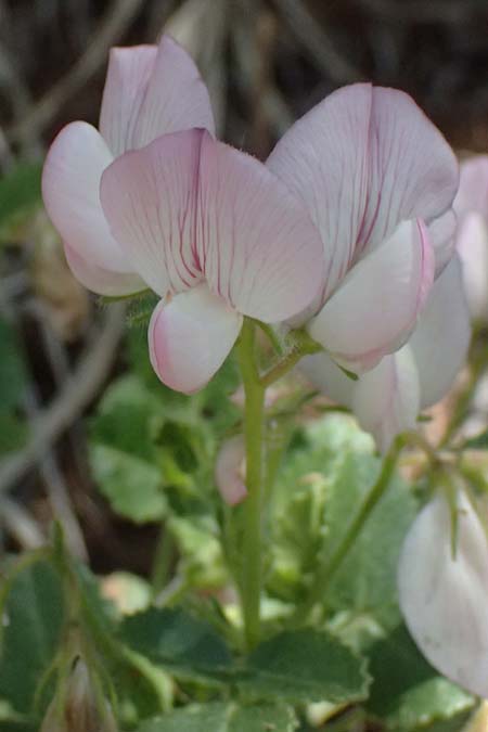 Ononis rotundifolia \ Rundbl&auml;ttrige Hauhechel / Round-Leaved Restharrow, A Osttirol, Matrei 14.5.2025