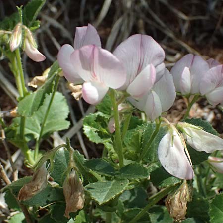 Ononis rotundifolia \ Rundbl&auml;ttrige Hauhechel / Round-Leaved Restharrow, A Osttirol, Matrei 14.5.2025