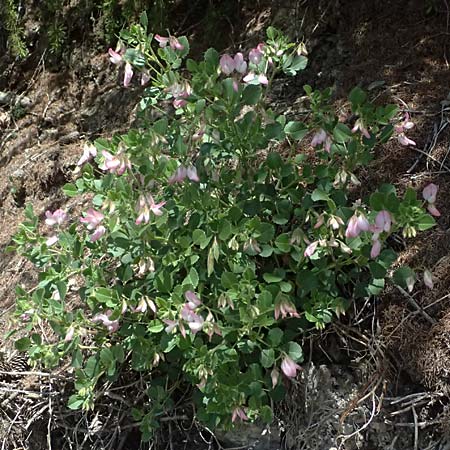 Ononis rotundifolia \ Rundbl&auml;ttrige Hauhechel / Round-Leaved Restharrow, A Osttirol, Matrei 14.5.2025