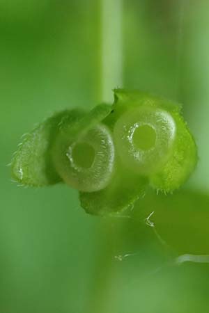 Omphalodes scorpioides \ Wald-Nabelnsschen, Wald-Gedenkemein / Navelwort, A Krems 7.5.2022