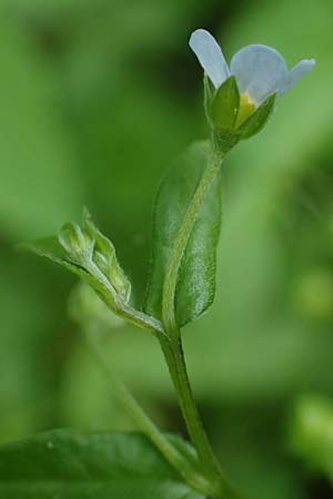 Omphalodes scorpioides \ Wald-Nabelnsschen, Wald-Gedenkemein / Navelwort, A Krems 7.5.2022