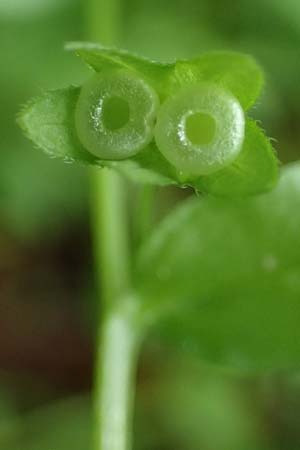 Omphalodes scorpioides \ Wald-Nabelnsschen, Wald-Gedenkemein / Navelwort, A Krems 7.5.2022