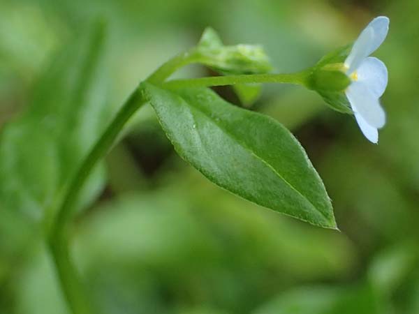 Omphalodes scorpioides \ Wald-Nabelnsschen, Wald-Gedenkemein / Navelwort, A Krems 7.5.2022