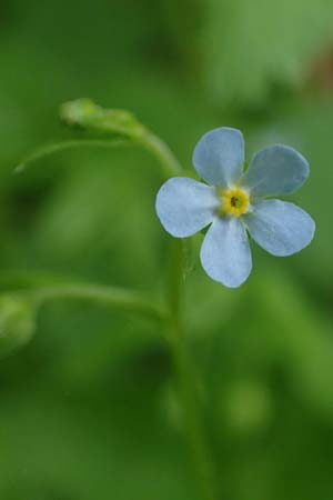 Omphalodes scorpioides \ Wald-Nabelnsschen, Wald-Gedenkemein / Navelwort, A Krems 7.5.2022
