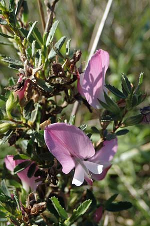Ononis spinosa \ Dornige Hauhechel / Spiny Restharrow, A Seewinkel, Apetlon 23.9.2022