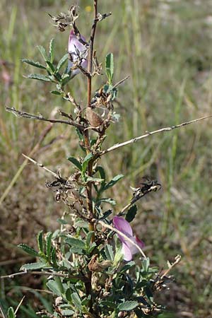 Ononis spinosa \ Dornige Hauhechel / Spiny Restharrow, A Seewinkel, Apetlon 23.9.2022