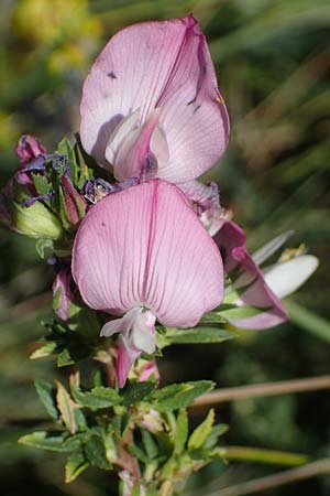 Ononis spinosa \ Dornige Hauhechel / Spiny Restharrow, A Hainburg 8.7.2023