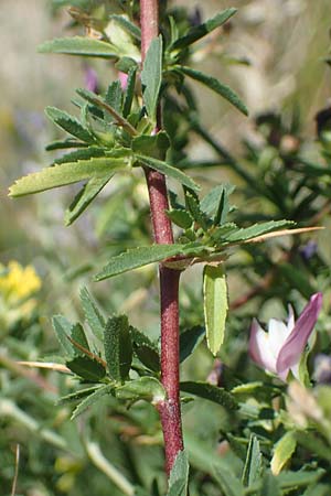 Ononis spinosa \ Dornige Hauhechel / Spiny Restharrow, A Hainburg 8.7.2023