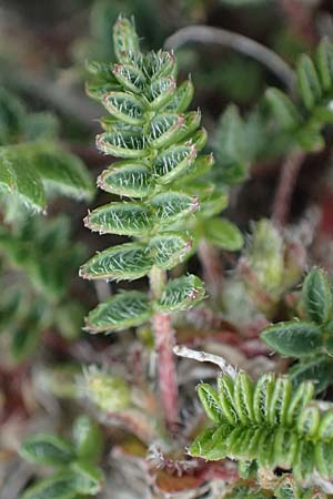 Oxytropis triflora \ Dreibltiger Spitzkiel, A Wölzer Tauern, Hoher Zinken 26.6.2021