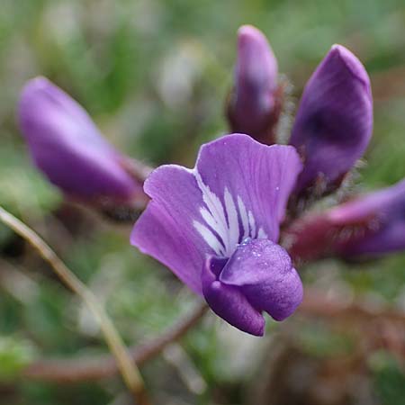 Oxytropis triflora \ Dreibltiger Spitzkiel, A Wölzer Tauern, Hoher Zinken 26.6.2021