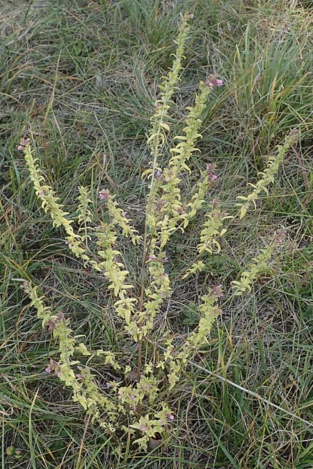 Odontites vulgaris \ Spter Zahntrost, Gewhnlicher Zahntrost / Red Bartsia, A Mattersburg 24.9.2022