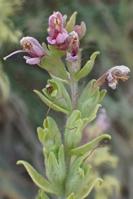 Odontites vulgaris \ Spter Zahntrost, Gewhnlicher Zahntrost / Red Bartsia, A Mattersburg 24.9.2022