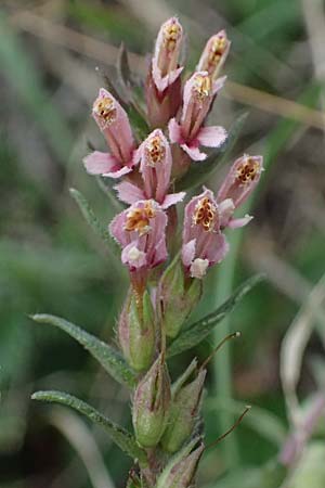 Odontites vulgaris \ Spter Zahntrost, Gewhnlicher Zahntrost / Red Bartsia, A Hainburg 25.9.2022