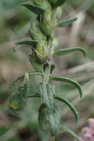 Odontites vulgaris \ Spter Zahntrost, Gewhnlicher Zahntrost / Red Bartsia, A Hainburg 25.9.2022