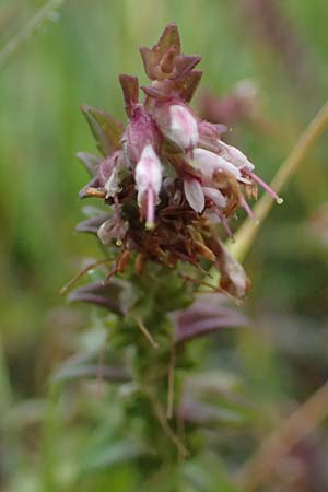Odontites vulgaris \ Sp�ter Zahntrost, Gew�hnlicher Zahntrost / Red Bartsia, A Wald am Schoberpass 18.8.2026