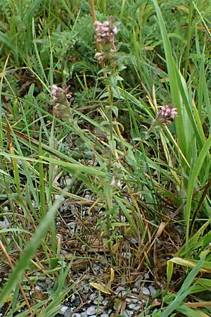 Odontites vulgaris \ Sp�ter Zahntrost, Gew�hnlicher Zahntrost / Red Bartsia, A Wald am Schoberpass 18.8.2026