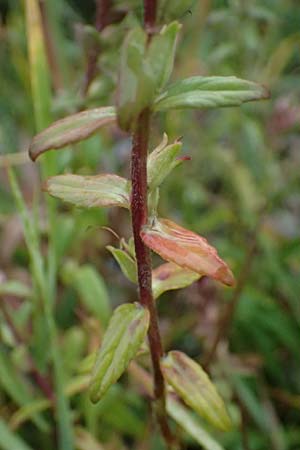 Odontites vulgaris \ Sp�ter Zahntrost, Gew�hnlicher Zahntrost / Red Bartsia, A Wald am Schoberpass 18.8.2026