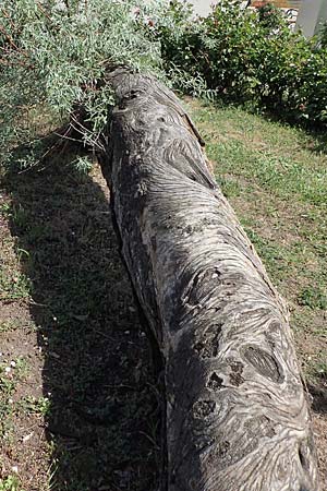 Elaeagnus angustifolia \ Schmalblttrige lweide / Narrow-Leaved Oleaster, Russian Olive, A Seewinkel, Frauenkirchen 14.5.2022