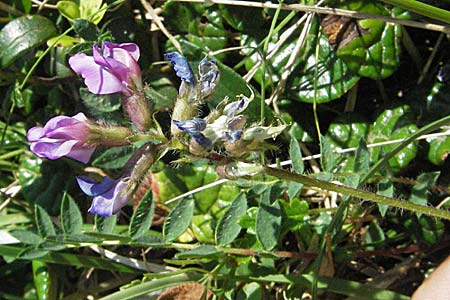 Oxytropis neglecta \ Insubrischer Spitzkiel, Pyrenen-Spitzkiel, A Kärnten, Petzen 21.7.2007
