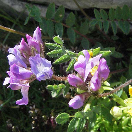 Oxytropis neglecta \ Insubrischer Spitzkiel, Pyrenen-Spitzkiel, A Kärnten, Petzen 21.7.2007