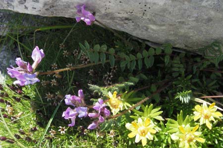 Oxytropis neglecta \ Insubrischer Spitzkiel, Pyrenen-Spitzkiel, A Kärnten, Petzen 21.7.2007