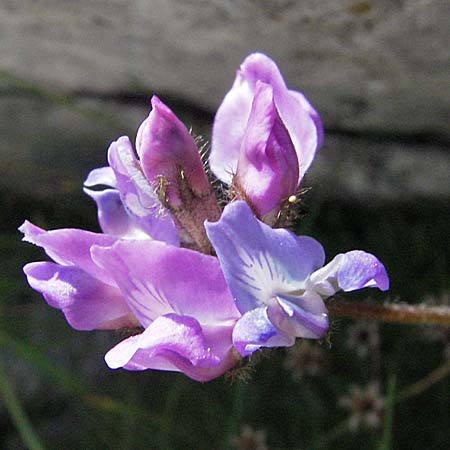 Oxytropis neglecta \ Insubrischer Spitzkiel, Pyrenen-Spitzkiel, A Kärnten, Petzen 21.7.2007