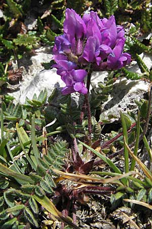 Oxytropis neglecta \ Insubrischer Spitzkiel, Pyrenen-Spitzkiel, A Kärnten, Petzen 21.7.2007