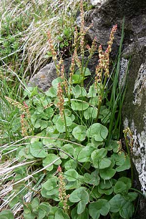 Oxyria digyna \ Alpen-Suerling / Alpine Mountain Sorrel, A Malta - Tal / Valley 7.6.2008