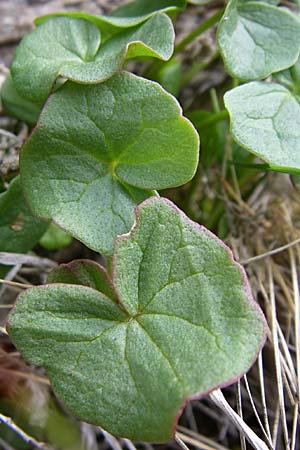 Oxyria digyna \ Alpen-Suerling / Alpine Mountain Sorrel, A Malta - Tal / Valley 7.6.2008