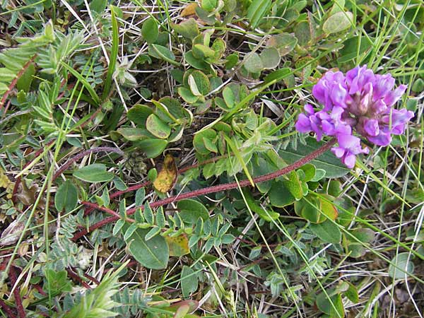 Oxytropis neglecta \ Insubrischer Spitzkiel, Pyrenen-Spitzkiel, A Kärnten, Petzen 2.7.2010