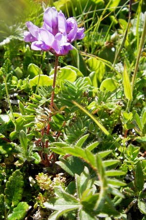 Oxytropis neglecta \ Insubrischer Spitzkiel, Pyrenen-Spitzkiel, A Trenchtling 3.7.2010